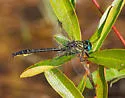 Clearlake Clubtail - photo 5
