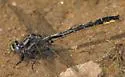 Beaverpond Clubtail