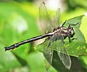 Beaverpond Clubtail - photo 4