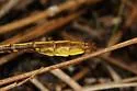 Sandhill Clubtail