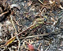 Sandhill Clubtail - photo 2