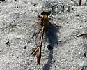Sandhill Clubtail - photo 3