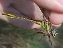 Sandhill Clubtail - photo 4