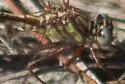 Sandhill Clubtail - photo 5