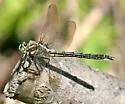 Harpoon Clubtail