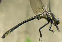 Harpoon Clubtail - photo 2