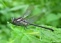Harpoon Clubtail - photo 3
