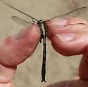Harpoon Clubtail - photo 4