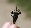 Harpoon Clubtail - photo 5