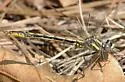 Diminutive Clubtail