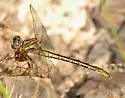 Diminutive Clubtail - photo 2