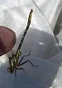 Diminutive Clubtail - photo 3