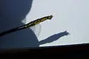 Diminutive Clubtail - photo 4