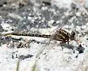 Diminutive Clubtail - photo 5