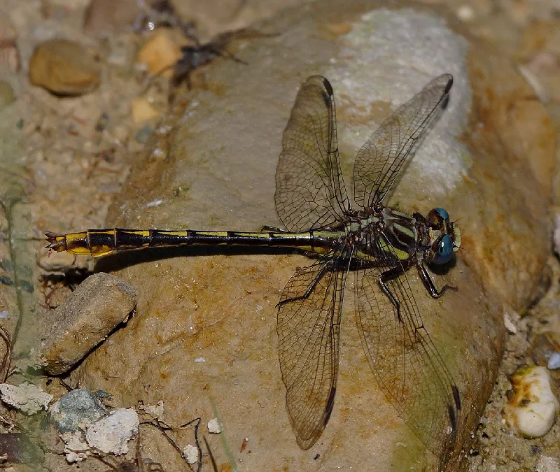 Lancet Clubtail