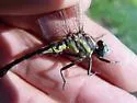Pronghorn Clubtail