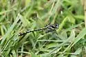 Pronghorn Clubtail - photo 2