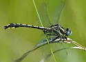 Pronghorn Clubtail - photo 3