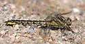Pronghorn Clubtail - photo 4