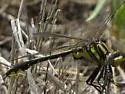 Pronghorn Clubtail - photo 5