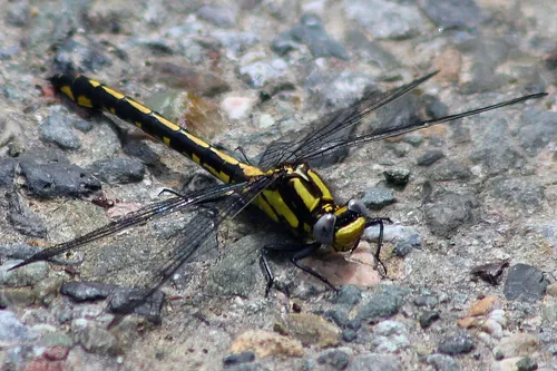 Pacific Clubtail
