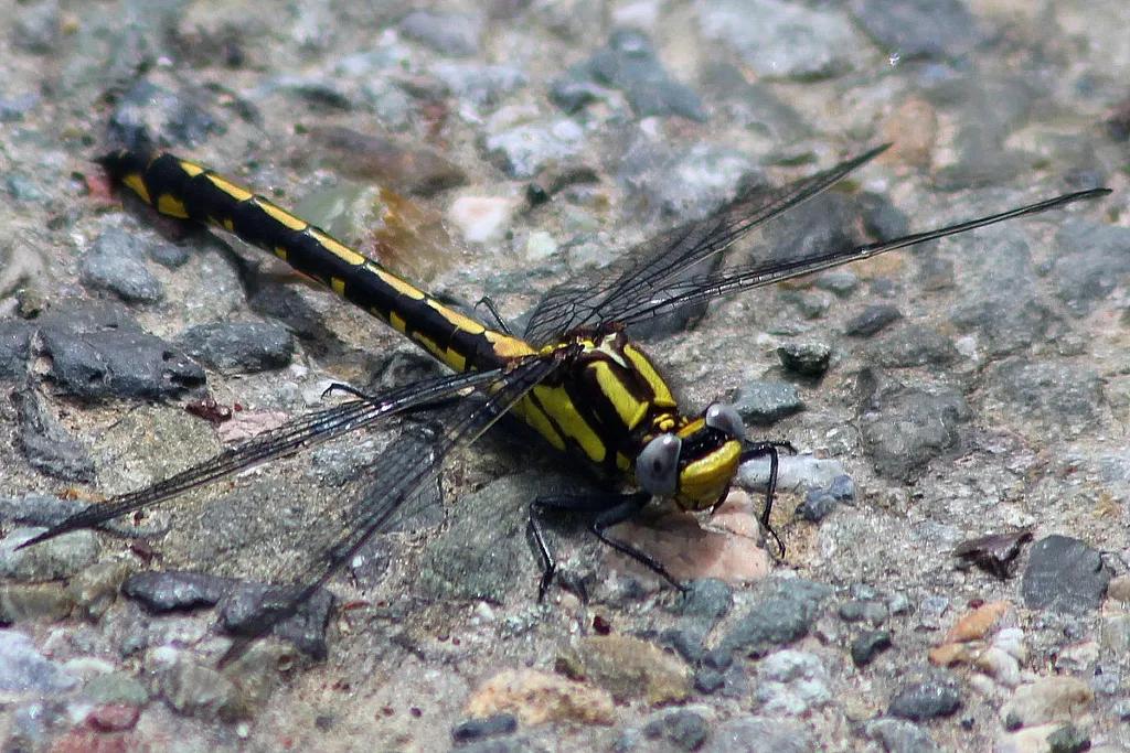 Pacific Clubtail - photo 2