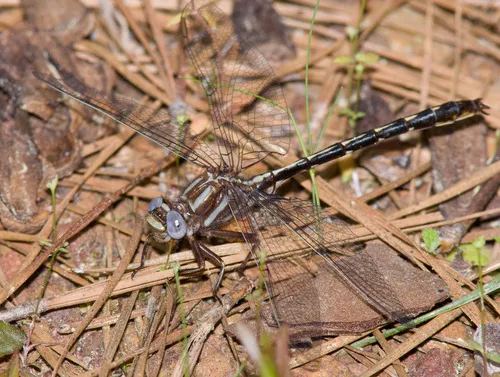 Ashy Clubtail