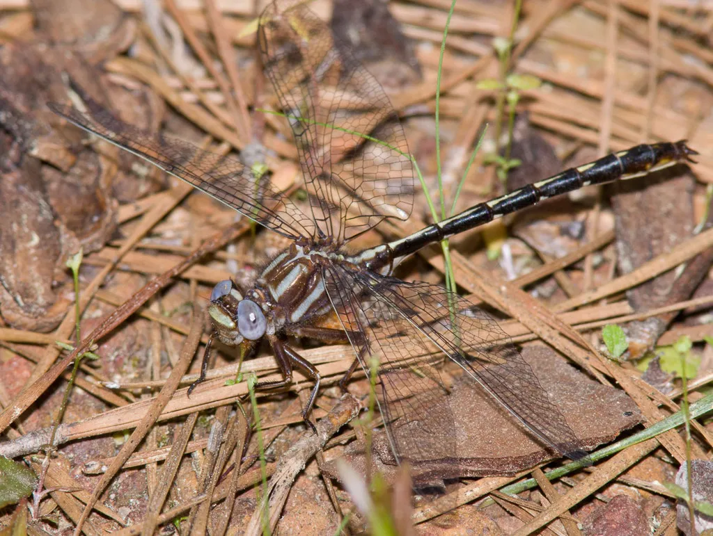 Ashy Clubtail - photo 3