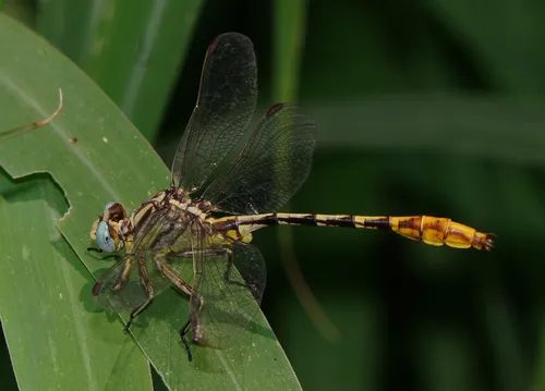 Sulphur-tipped Clubtail - photo 2