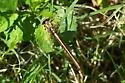 Cypress Clubtail