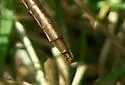 Cypress Clubtail - photo 2
