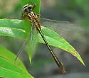 Cypress Clubtail - photo 3