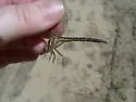 Cypress Clubtail - photo 4