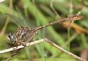Cypress Clubtail - photo 5