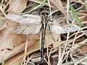 Oklahoma Clubtail