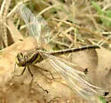 Oklahoma Clubtail - photo 2