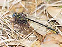 Oklahoma Clubtail - photo 3