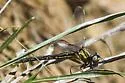 Oklahoma Clubtail - photo 4