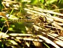 Oklahoma Clubtail - photo 5