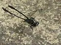 Rapids Clubtail