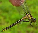Rapids Clubtail - photo 2