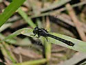 Rapids Clubtail - photo 4