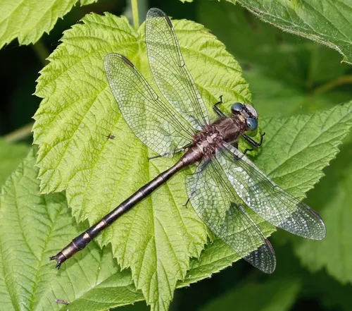 Dusky Clubtail