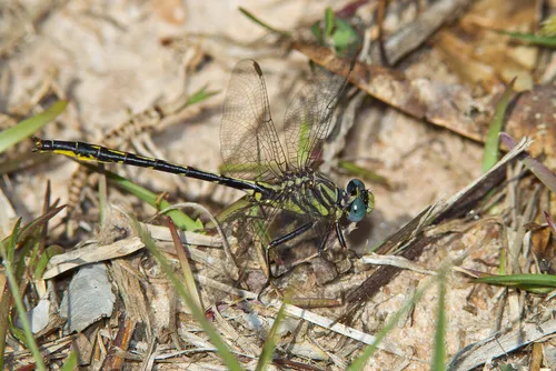 Westfall's Clubtail