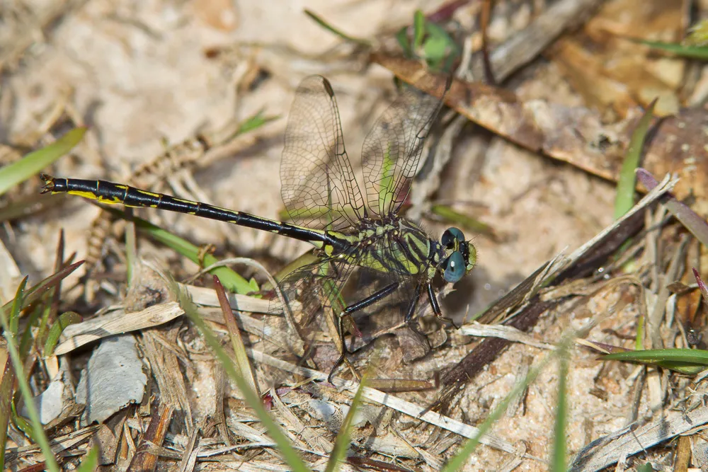 Westfall's Clubtail - photo 2
