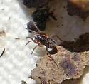 Phantyna agressa