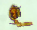 Phantyna agressa - photo 3