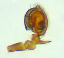 Phantyna agressa - photo 4