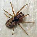 Phantyna bicornis