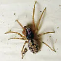 Phantyna bicornis - photo 2